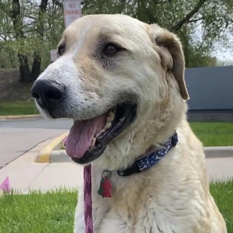 A senior large-sized female Anatolian Shepherd dog named Winnie for adoption in Minneapolis, MN