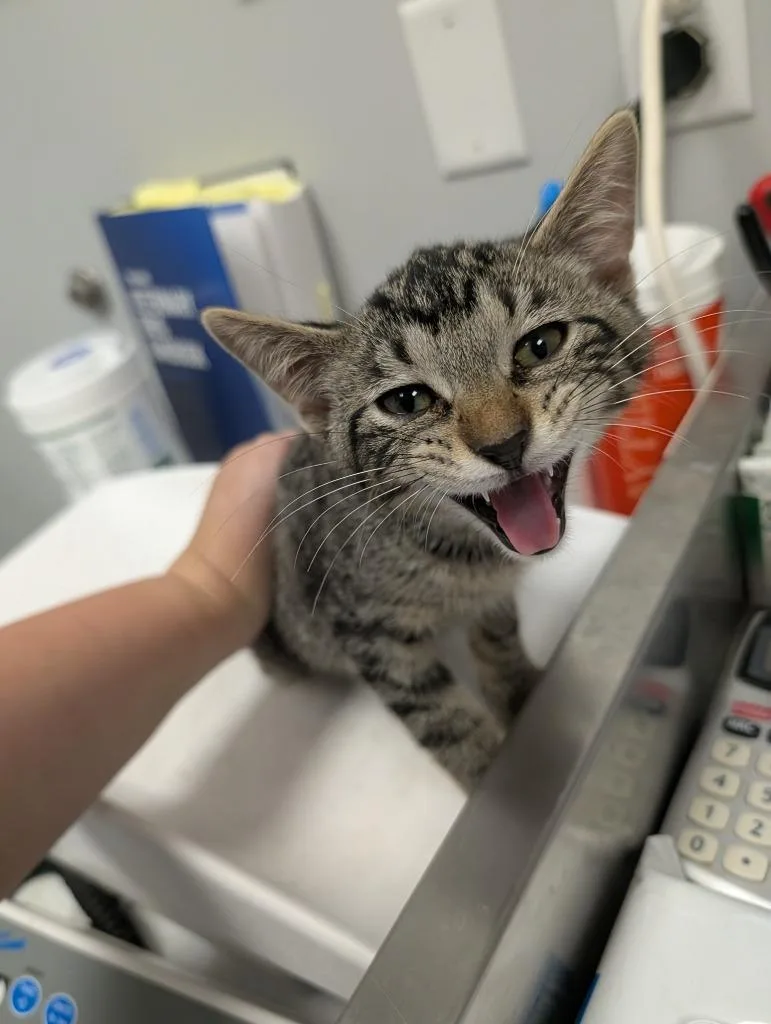A baby small-sized male Domestic Short Hair cat named Sparrow for adoption in Angola, IN