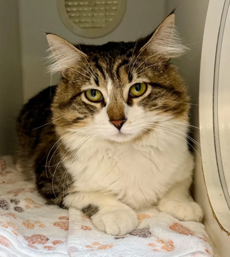 A young medium-sized male Domestic Medium Hair cat named Quincy for adoption in Columbia, IL