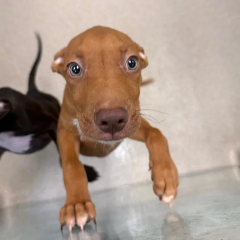 A baby small-sized male Brown / Chocolate Mixed Breed dog named Taiko for adoption in Springboro, OH