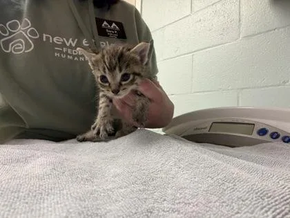A young small-sized female Domestic Short Hair cat named Lumen for adoption in Lowell, MA