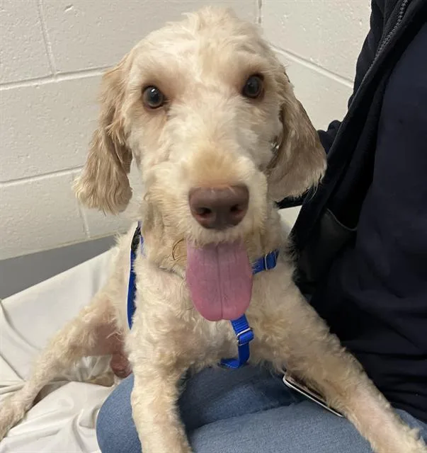 A young medium-sized male Poodle dog named Finn for adoption in Boston, MA