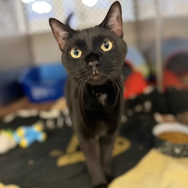 An adult large-sized male Domestic Short Hair cat named Jerry for adoption in Portage, MI