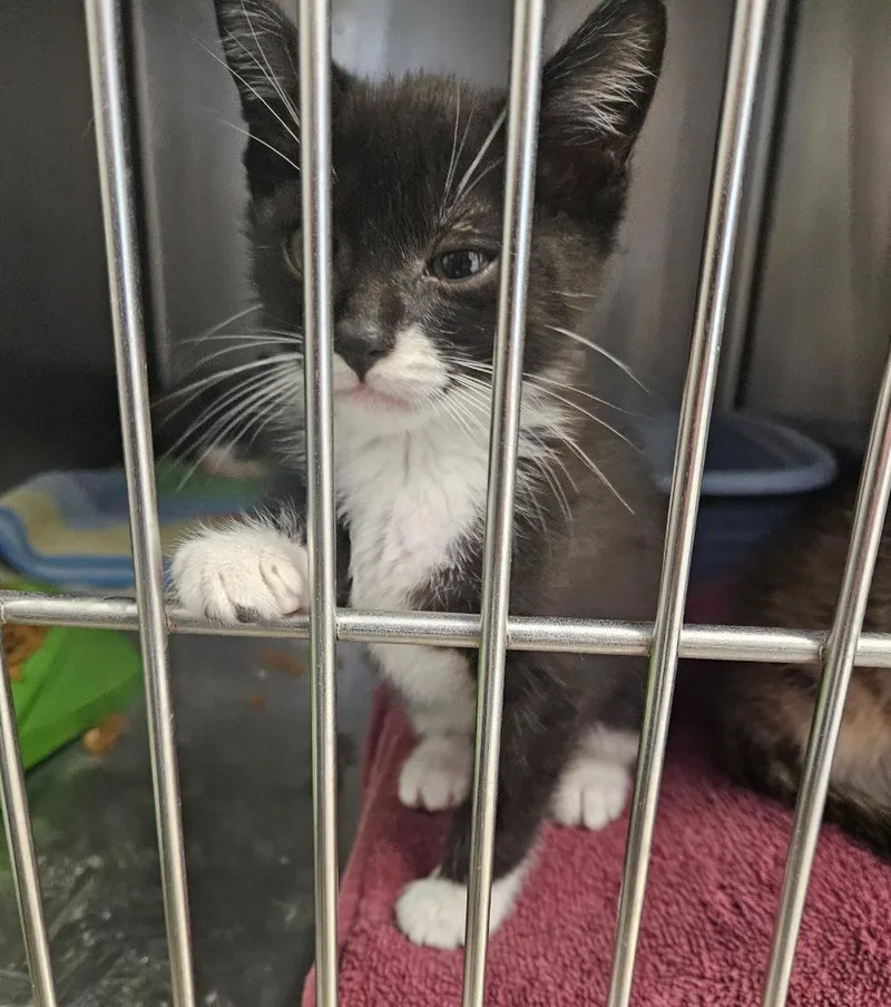 A baby medium-sized male Domestic Short Hair cat named Detective for adoption in Mocksville, NC