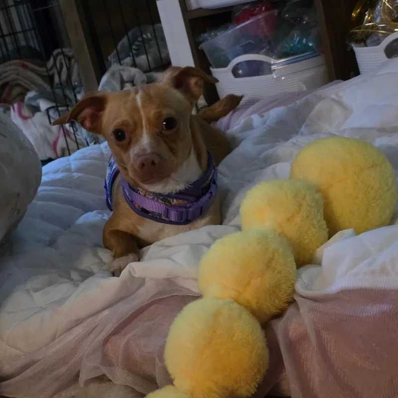 Polly thumbnail 2