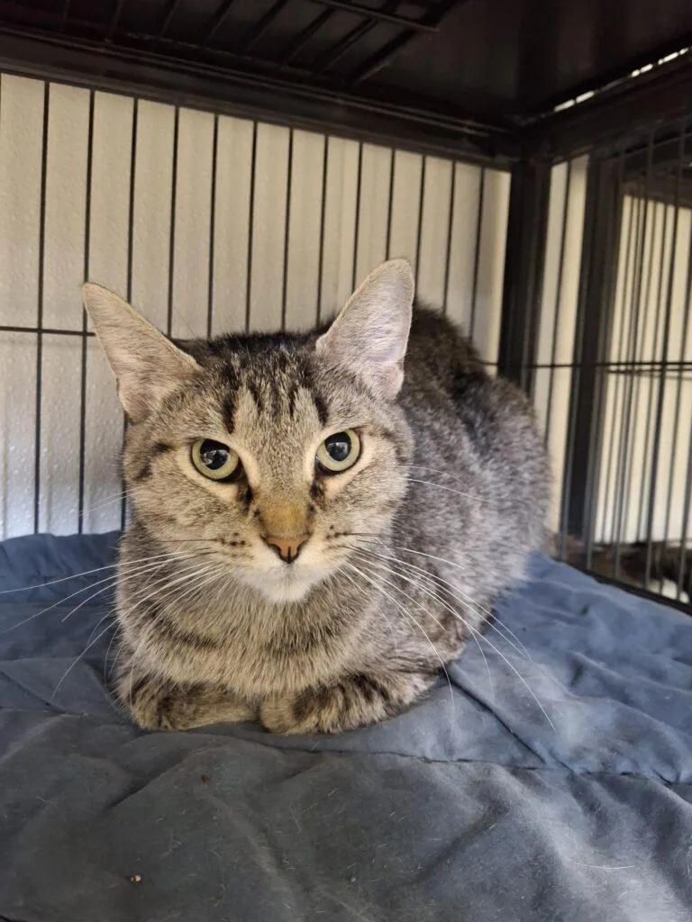 An adult medium-sized female Tabby (Brown / Chocolate) Domestic Short Hair cat named May for adoption in Ironwood, MI