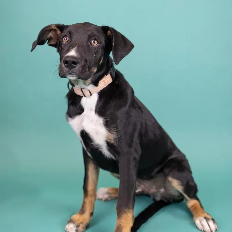 A baby medium-sized male Black Mixed Breed dog named Quasimodo for adoption in Portland, OR