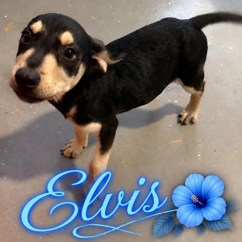 A baby medium-sized male Hound dog named Elvis for adoption in ISABELA, PR