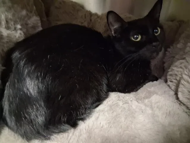 A young medium-sized female Domestic Short Hair cat named Aurora for adoption in Bakersfield, CA