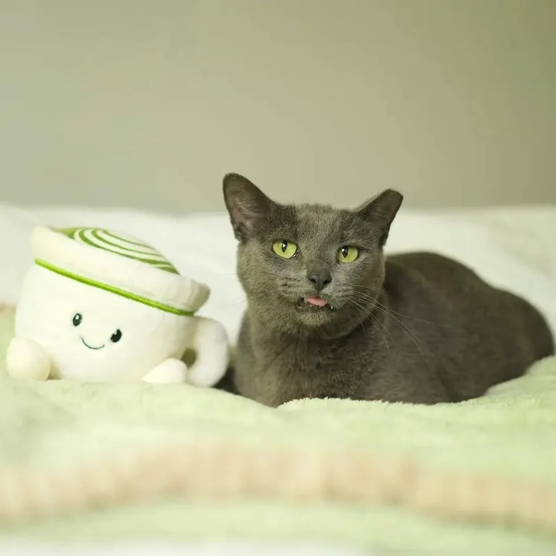 An adult medium-sized female Gray / Blue / Silver Russian Blue cat named Matcha for adoption in Miami, FL