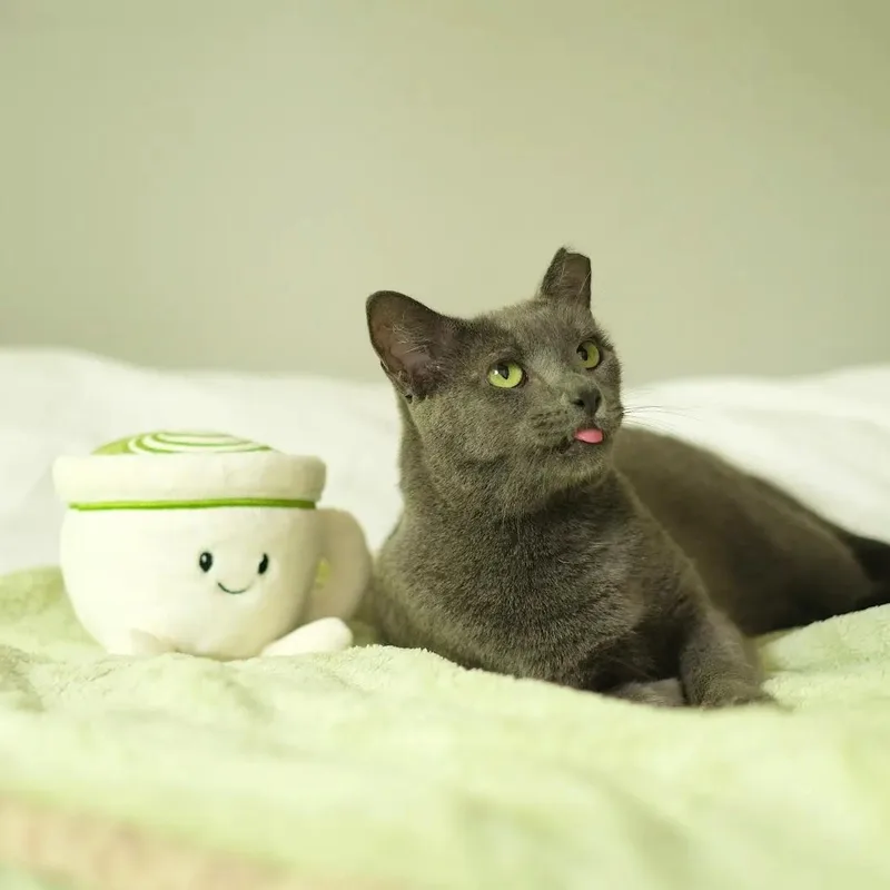 Matcha thumbnail 5