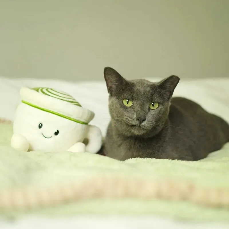 Matcha thumbnail 6