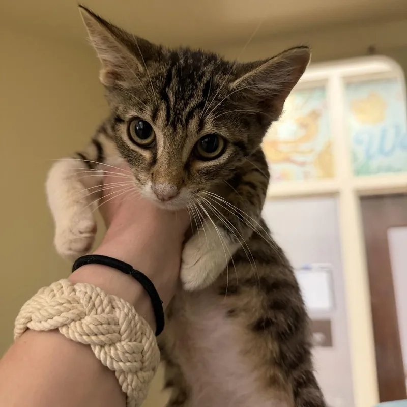 A baby small-sized male Gray / Blue / Silver Domestic Short Hair cat named Nicky for adoption in Hattiesburg, MS