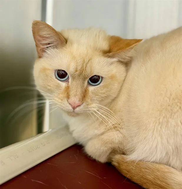 An adult medium-sized male Domestic Short Hair cat named Fred for adoption in Methuen, MA