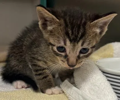 A baby small-sized male Domestic Short Hair cat named Reuben Rye for adoption in Honolulu, HI