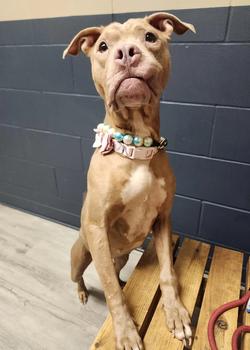 A baby medium-sized female Yellow / Tan / Blond / Fawn Pit Bull Terrier dog named Leek for adoption in Mansfield, OH
