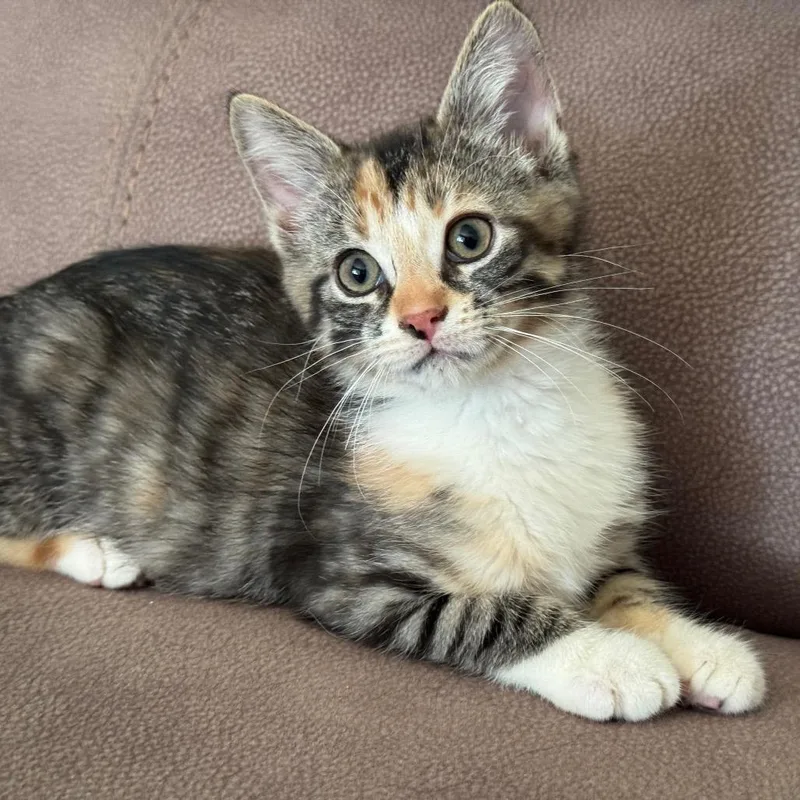 A baby small-sized female Domestic Short Hair cat named Crystal for adoption in Portage, MI