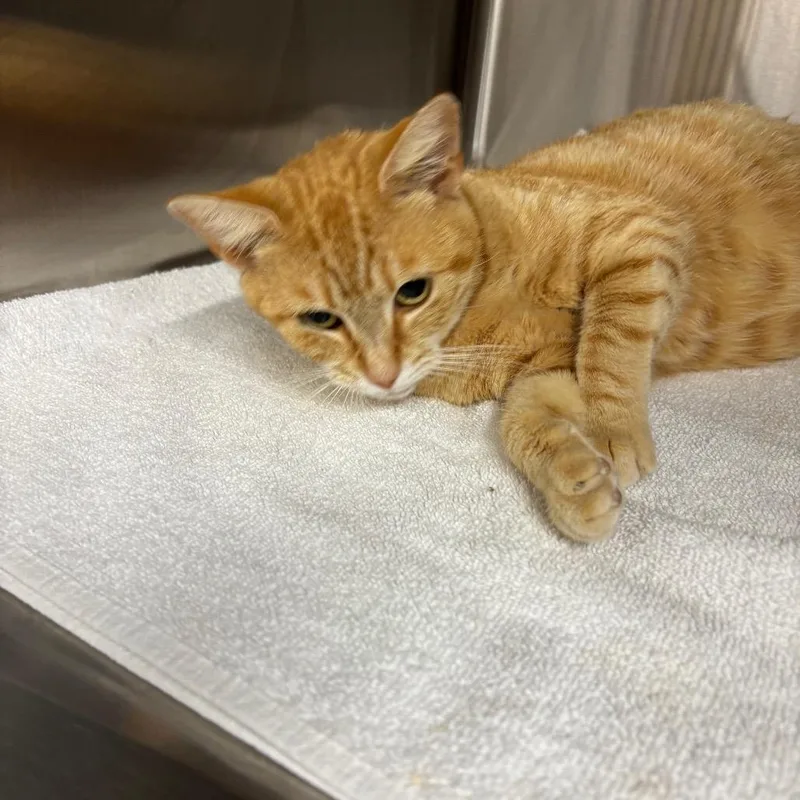 A young medium-sized female Orange / Red Domestic Short Hair cat named Fireball for adoption in Hinesville, GA