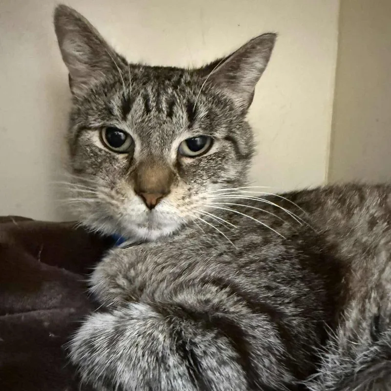 Clarabella thumbnail 2