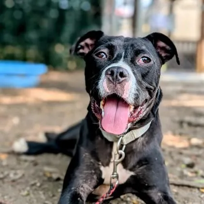 A young medium-sized female Mixed Breed dog named Cassidy for adoption in Miamitown, OH