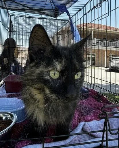 An adult large-sized female Domestic Long Hair cat named Momma for adoption in Elkins, WV