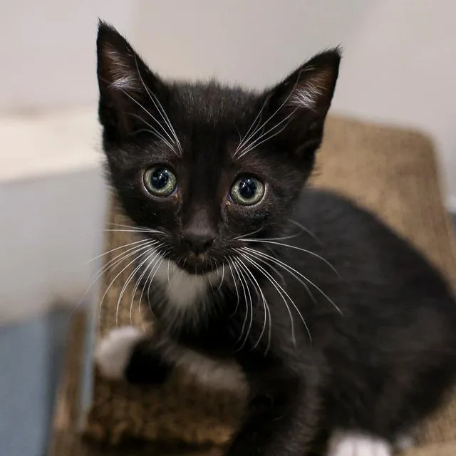 A baby small-sized male Black Domestic Short Hair cat named Birch for adoption in Bradenton, FL