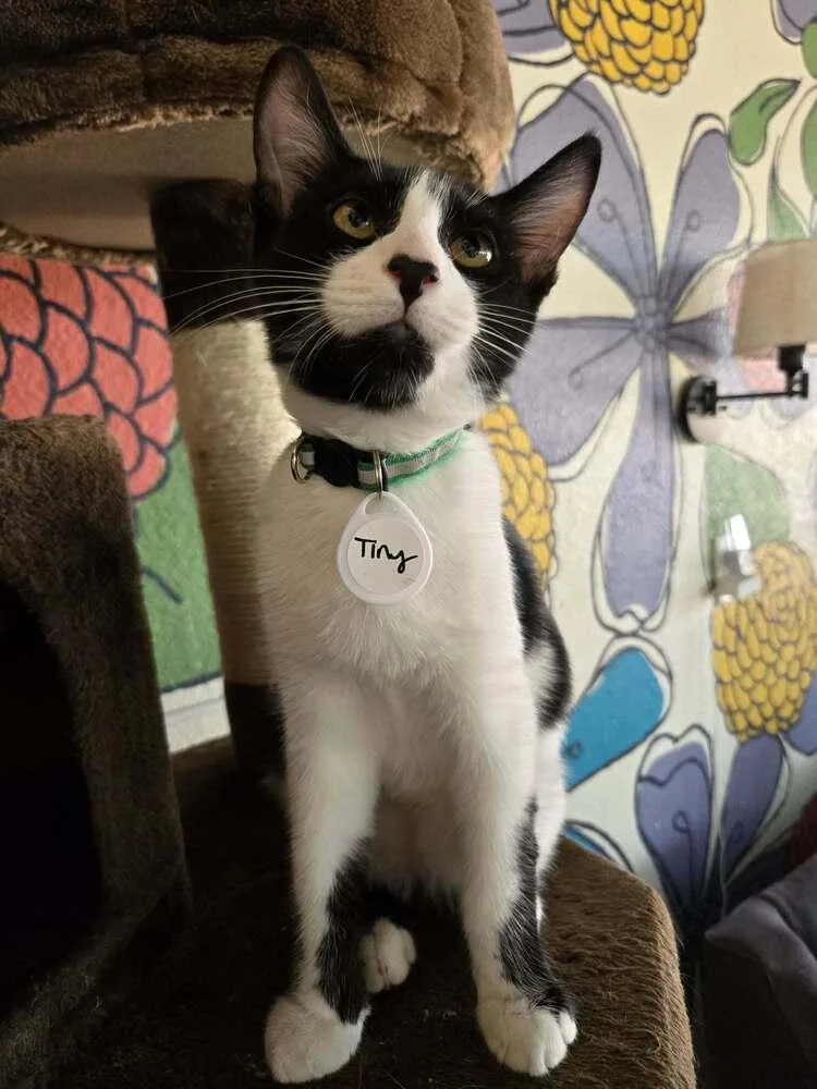 A baby medium-sized male Black & White / Tuxedo Domestic Short Hair cat named Tiny for adoption in tucson, AZ
