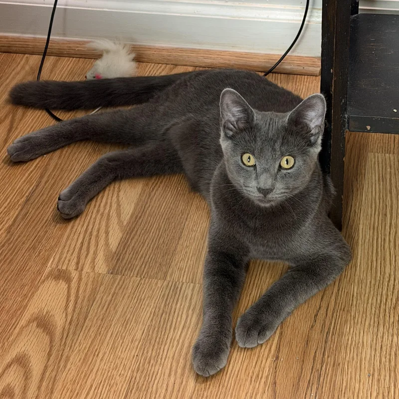 A baby medium-sized male Gray / Blue / Silver Russian Blue cat named Mitch for adoption in Memphis, TN