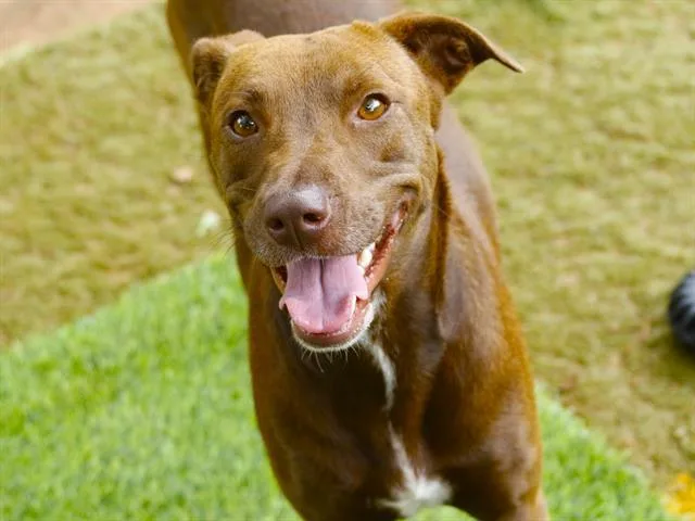 A young small-sized female Labrador Retriever dog named Pippa for adoption in Tallahassee, FL
