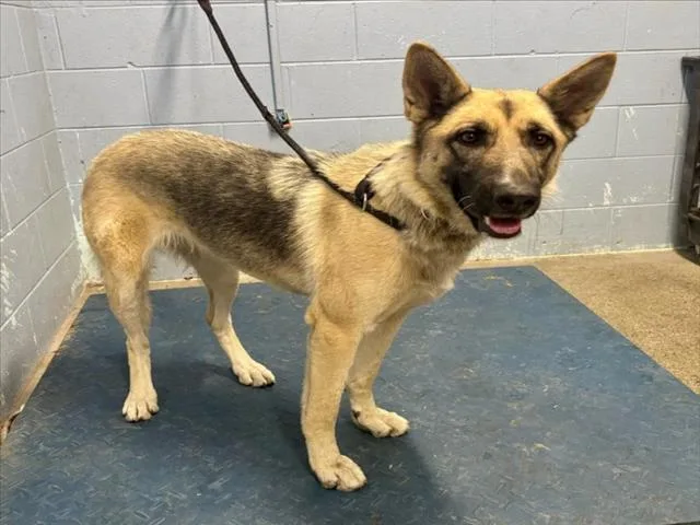 An adult large-sized female German Shepherd Dog dog named Nutmeg for adoption in Woodland, CA