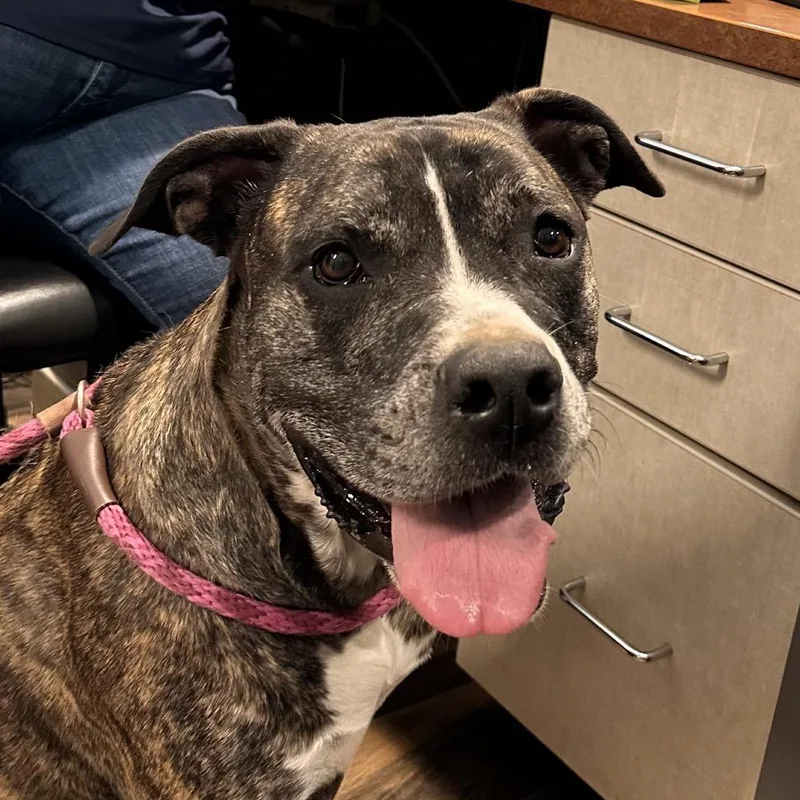 An adult large-sized female Brindle Mastiff dog named Luna for adoption in Reno, NV