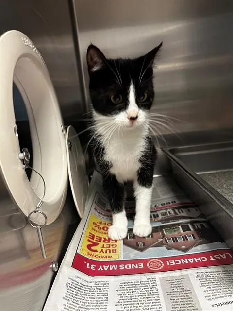 A young medium-sized female Domestic Short Hair cat named Martha for adoption in Olivette, MO