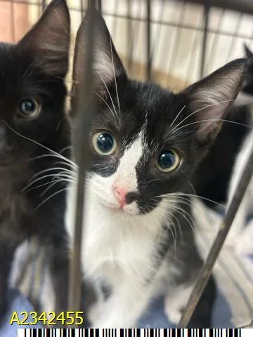 A baby small-sized female Domestic Short Hair cat named Catty Bates for adoption in West Palm Beach, FL