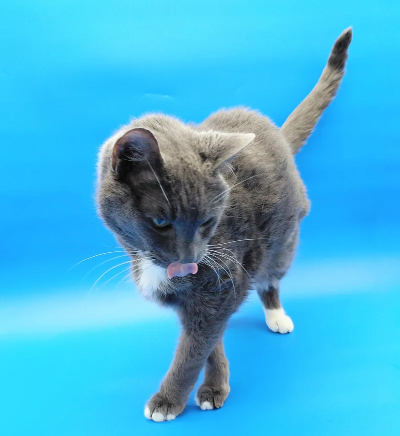 A senior medium-sized male Domestic Short Hair cat named Cheerio for adoption in Springfield, MO