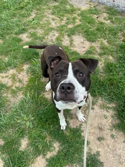 A young medium-sized male Terrier dog named Klondike for adoption in Olivette, MO