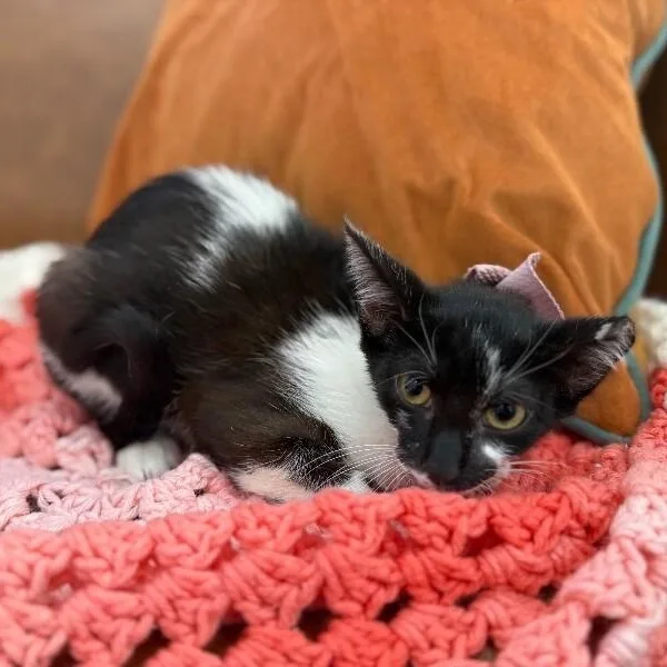 Daisy Boo thumbnail 5