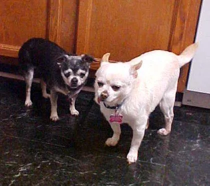 Jill   Pounds thumbnail 4