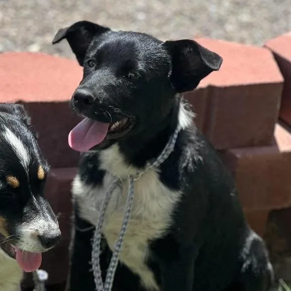 A young medium-sized female Black Border Collie dog named Hadley for adoption in Fort Collins, CO