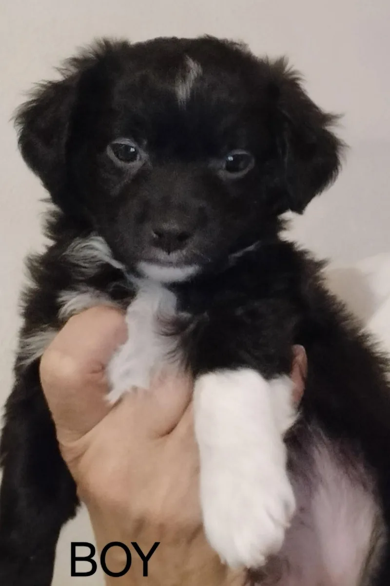 Sponsor Me  Monet thumbnail 2