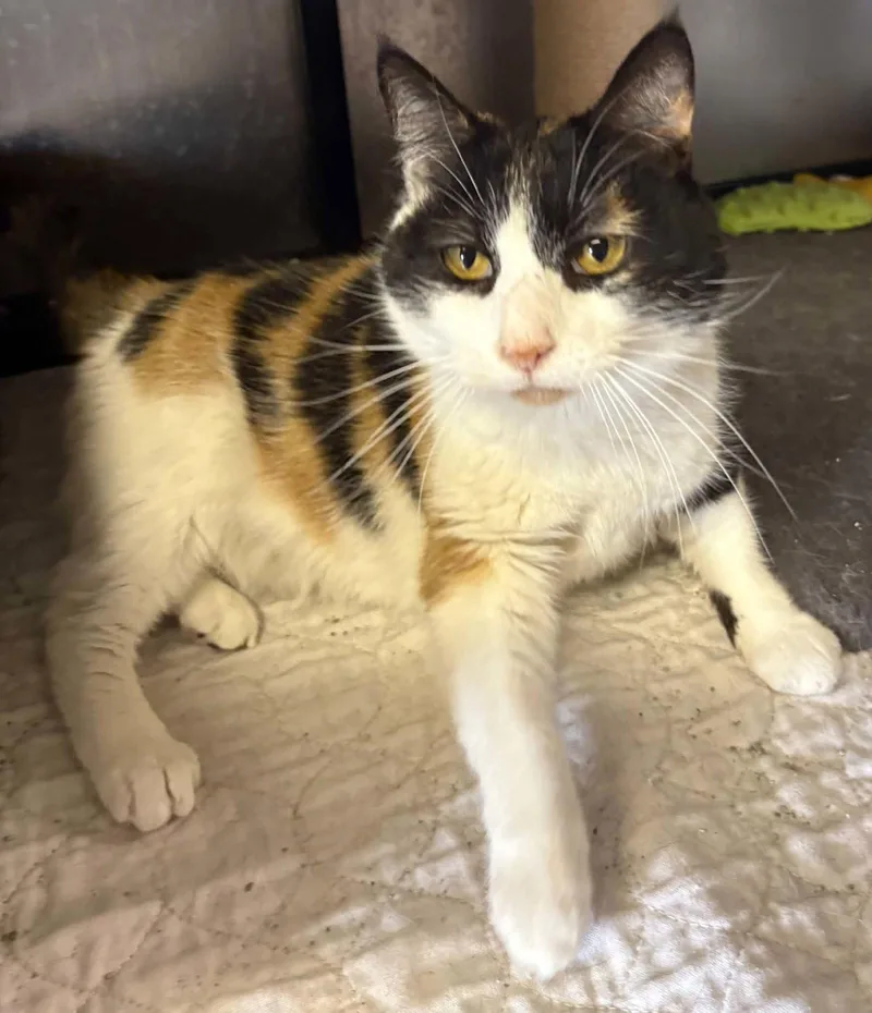 An adult medium-sized female Domestic Short Hair cat named Coral for adoption in Dalzell, IL