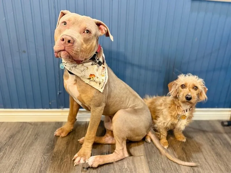 An adult medium-sized male Yellow / Tan / Blond / Fawn American Staffordshire Terrier dog named Bear Buddy Heart for adoption in Friendswood, TX