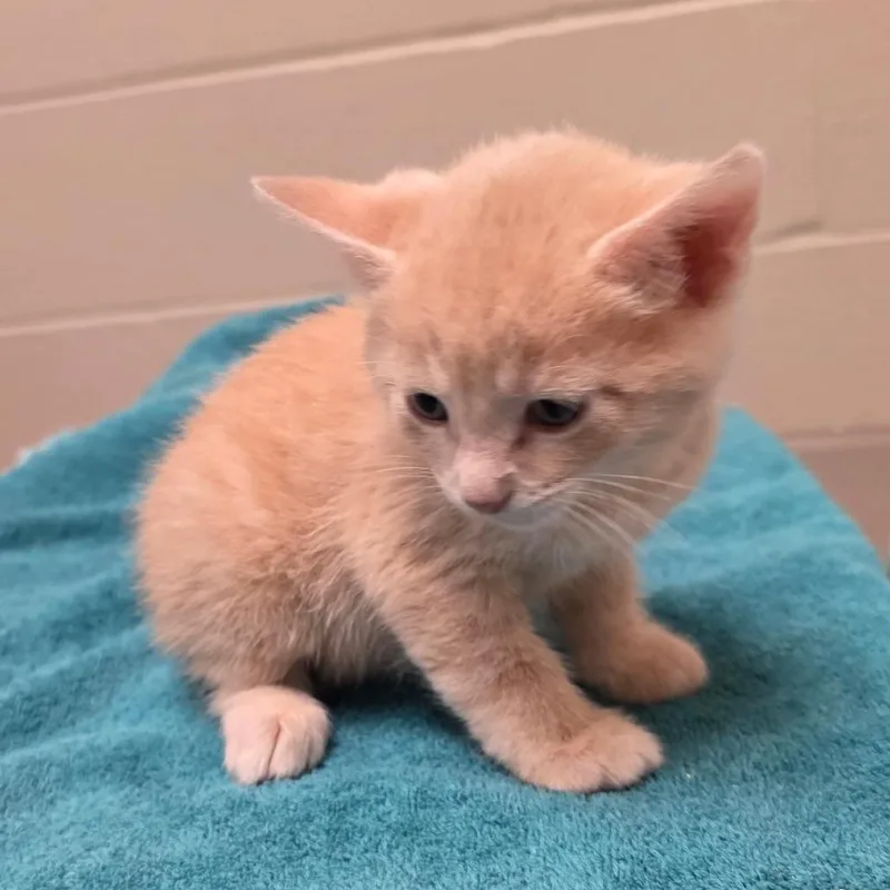 Cheddar