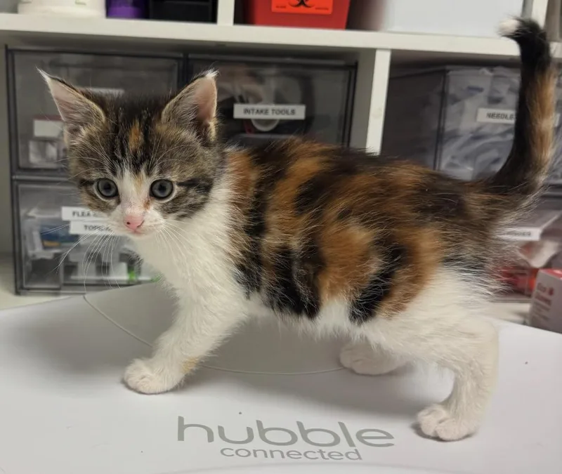 A baby medium-sized female Calico cat named Ruby for adoption in St. Cloud, MN
