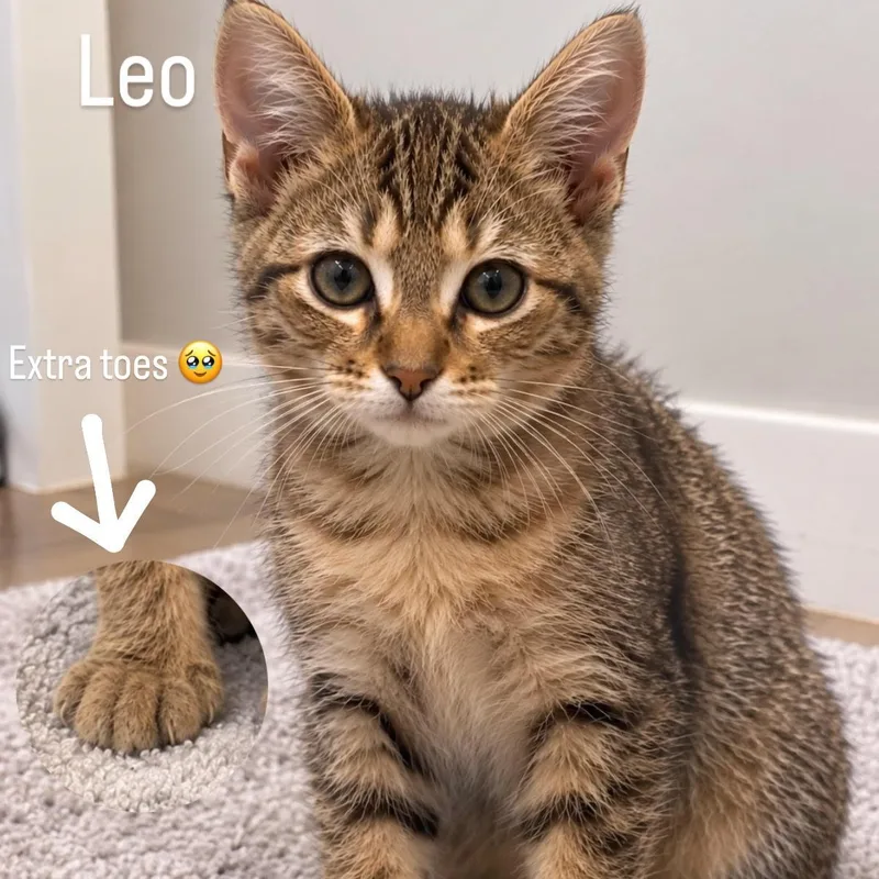 Leo thumbnail 4