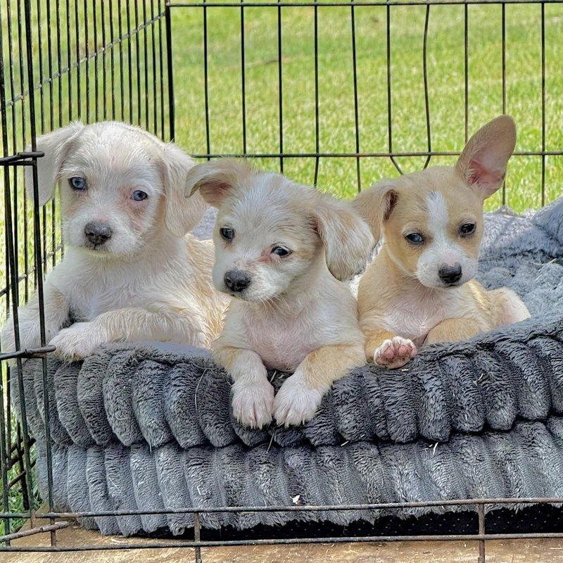 A baby small-sized female Golden Dachshund dog named Amelia for adoption in Longview, TX