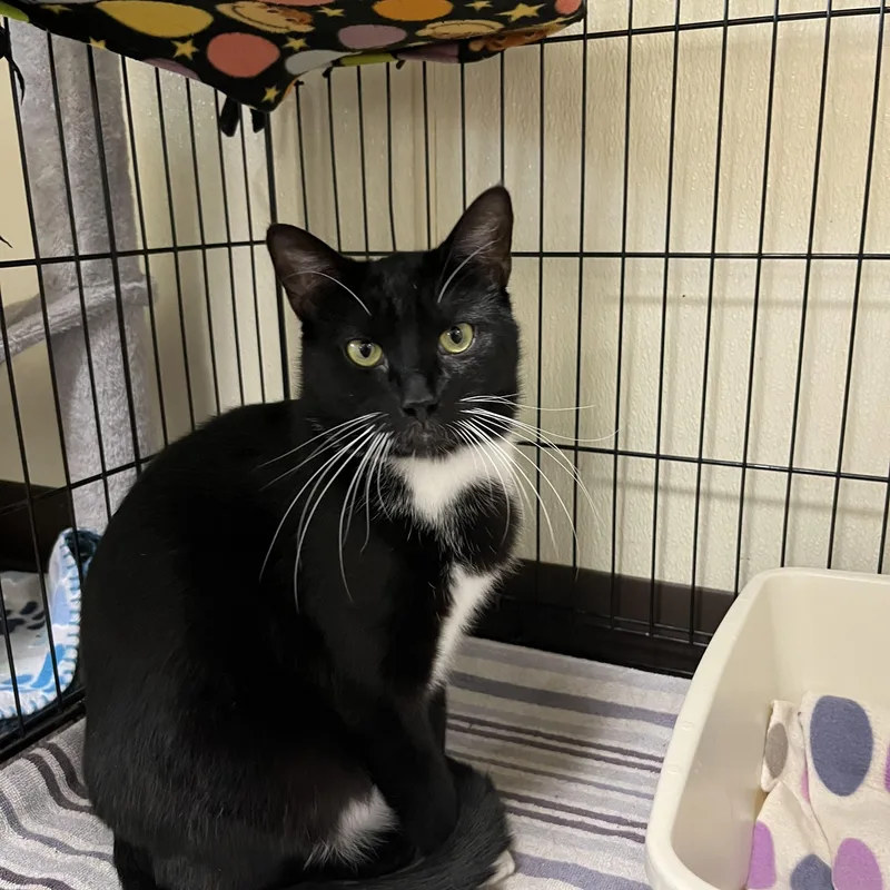 A young medium-sized male Black & White / Tuxedo Domestic Short Hair cat named Traz for adoption in Binghamton, NY