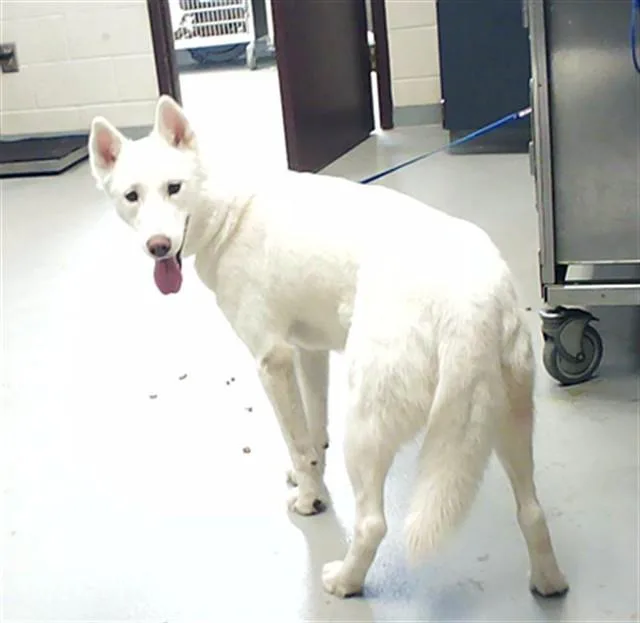 A young medium-sized female Husky dog named A for adoption in Fayetteville, NC