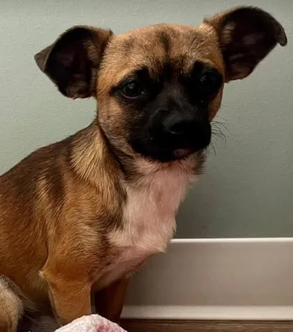 A young small-sized male Brown / Chocolate Chihuahua dog named King for adoption in Annapolis, MD