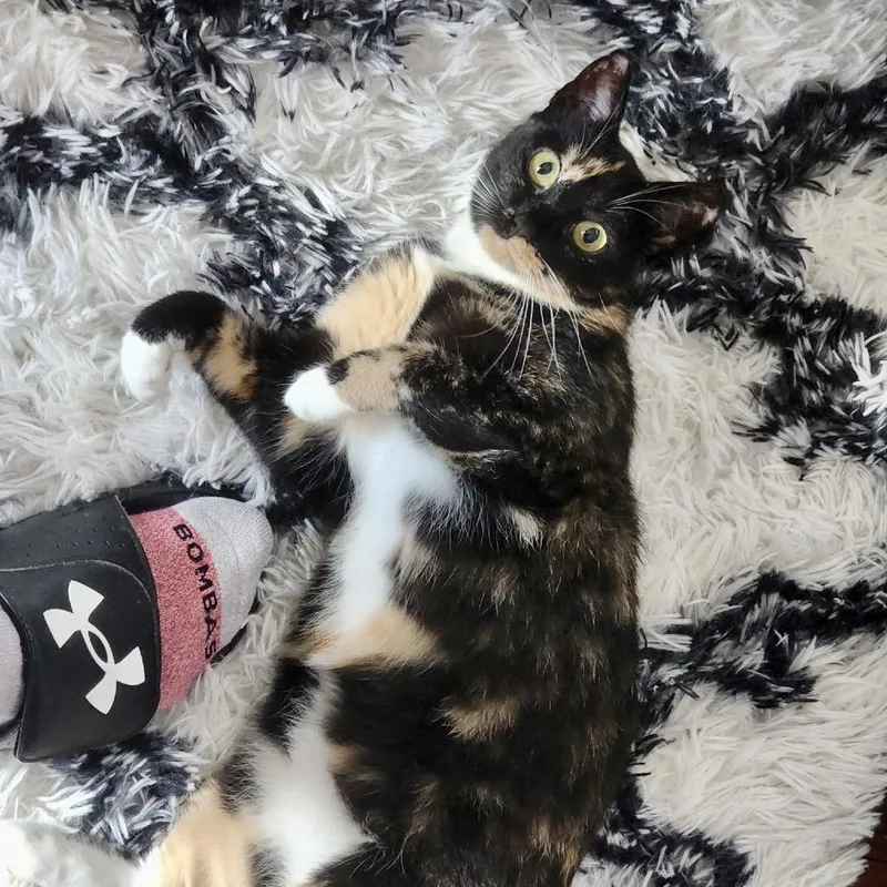 Seraphina thumbnail 2