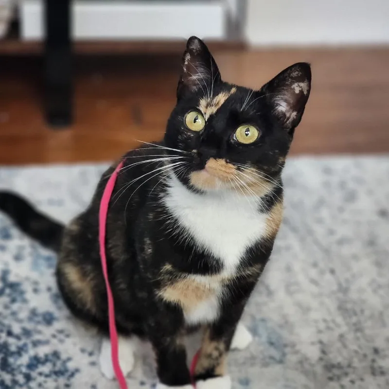 Seraphina thumbnail 3